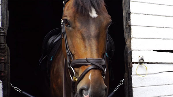 Wimbledon Village Stables